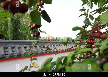 Der Krabbenapfelbaum ist voller Früchte, Nordchina Stockfoto