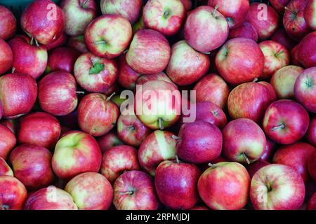 Eine Sammlung reifer roter Äpfel, die ordentlich in Schachteln angeordnet sind Stockfoto
