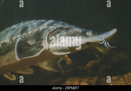 Großer Störe, Wolga Störe, Beluga (Huso Huso), Porträt Stockfoto