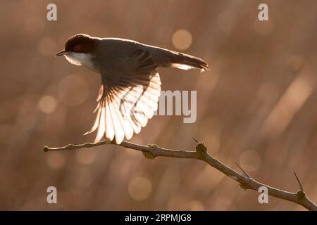 sardinischer Zwerg (Sylvia melanocephala), ausgewachsener Rüde im Flug im Hintergrund, Italien, Toskana Stockfoto