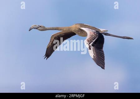 Großflamingo (Phoenicopterus roseus, Phoenicopterus ruber roseus), im Flug, Italien, Lago di Massaciuccoli Stockfoto