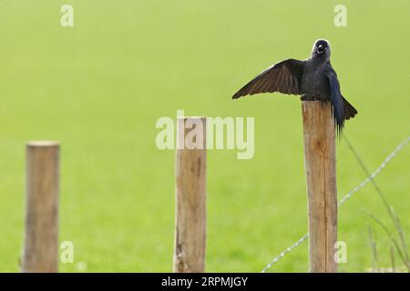 Jackdaw (Corvus monedula, Coloeus monedula), auf einem Holzpfosten an einem heißen Tag mit hängenden Flügeln und einem offenen Schnabel liegend, Vorderansicht, Niederlande Stockfoto