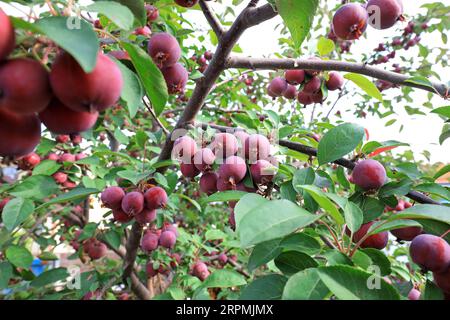 Der Krabbenapfelbaum ist voller Früchte, Nordchina Stockfoto