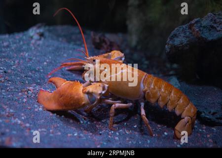 nordhummer, amerikanischer Krallenhummer (Homarus americanus), Seitenansicht, USA, Arizona Stockfoto