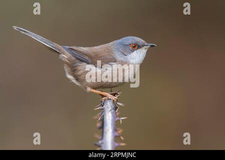 sardinischer Zwerg (Sylvia melanocephala), weiblich auf einem Zweig sitzend, Italien, Toskana Stockfoto