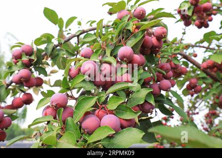 Der Krabbenapfelbaum ist voller Früchte, Nordchina Stockfoto