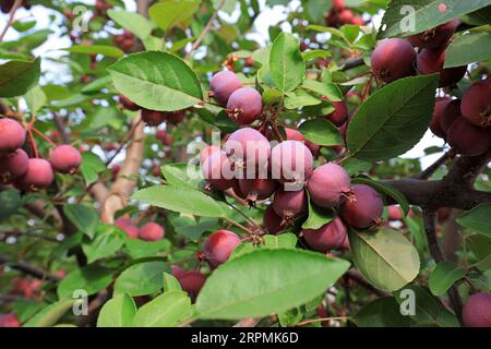 Der Krabbenapfelbaum ist voller Früchte, Nordchina Stockfoto