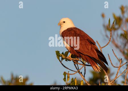 Ein prächtiges Brahminy Kit hoch oben in einer Mangrove mit Blick auf Darwin Harbour. Stockfoto