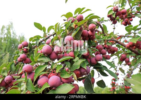 Der Krabbenapfelbaum ist voller Früchte, Nordchina Stockfoto