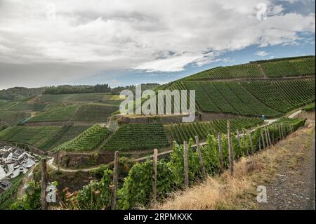 Weinberg bei Dernau im Ahrtal Stockfoto