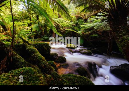 Die berühmten und beliebten St. Columba Falls, einer der höchsten Wasserfälle Tasmaniens an einem warmen Frühlingstag in Pyengana, Tasmanien, Australien Stockfoto