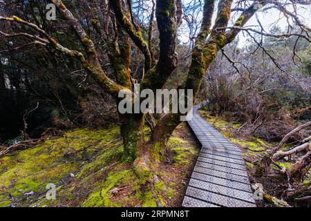 Der beliebte Enchanted Walk und die Landschaft an einem kühlen Frühlingsnachmittag in Cradle Mountain, Tasmanien, Australien Stockfoto