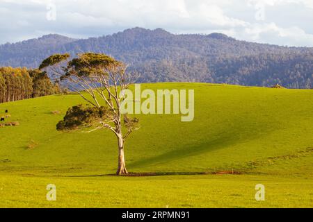 Farmlandschaft bei Sonnenuntergang an einem kühlen sonnigen Frühlingstag in der Nähe der Stadt Derby in Tasmanien, Australien Stockfoto