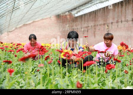 Luannan County, China - 10. Juli 2019: Arbeiter sammeln afrikanische Chrysanthemenblüten in einer Blumenfarm im Luannan County, Provinz Hebei, China Stockfoto