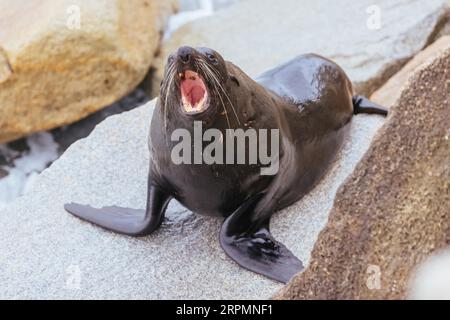 Eine australische Pelzrobbe sonnt sich im Sommer auf Felsen in der Nähe von Wagonga Inlet in Narooma, New South Wales, Australien Stockfoto