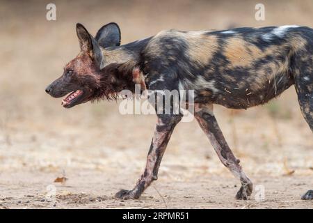 Afrikanische Wildhunde, Lycaon pictus, mit einem getöteten Impala im Mana Pools National Park in Simbabwe. Stockfoto