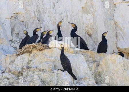 Eine Gruppe großer Kormorane ruht in ihren Nestern auf einer Klippe in der Nähe des Meeres in Nordfrankreich Stockfoto