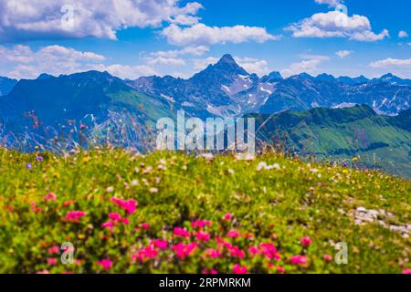 Alpenrosenblüte, Rhododendron, Koblat-Höhenweg am Nebelhorn, dahinter der Hochvogel, 2592m, Allgaeu-Alpen, Allgaeu, Bayern, Deutschland Stockfoto