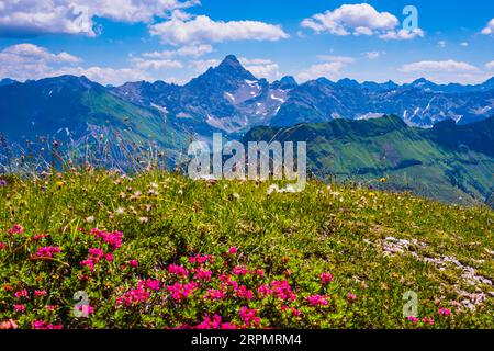 Alpenrosenblüte, Rhododendron, Koblat-Höhenweg am Nebelhorn, dahinter der Hochvogel, 2592m, Allgaeu-Alpen, Allgaeu, Bayern, Deutschland Stockfoto