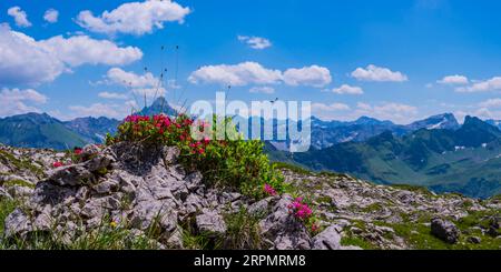 Alpenrosenblüte, Rhododendron, Koblat-Höhenweg am Nebelhorn, Hochvogel im Hintergrund, 2592m, Allgaeu-Alpen, Allgaeu, Bayern, Deutschland Stockfoto