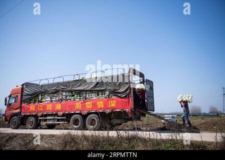 200217 -- HANSHOU, 17. Februar 2020 -- Ein Mitarbeiter lädt Gemüse auf einen LKW in der Yongxin Gemüsegenossenschaft im Hanshou County, Provinz Hunan in Zentralchina, 17. Februar 2020. Insgesamt 60 Tonnen Gemüse, die von mehreren lokalen Gemüseanpflanzungsgenossenschaften gespendet wurden, machten sich am Montag aus einem Gemüseindustriepark im Hanshou County der Provinz Hunan auf den Weg in die Provinz Hubei. Seit dem Ausbruch des neuartigen Coronavirus hat Hunan über eine Vielzahl von Kanälen mehr als 613 Tonnen Gemüse für die Provinz Hubei bereitgestellt. Foto von /Xinhua CHINA-HUNAN-HANSHOU-NCP-VEGETABLE SUPPLY CN ChenxSihan P Stockfoto