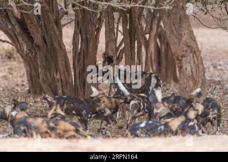 Eine Packung gefährdeter afrikanischer Wildhunde, Lycaon Pictus, die im Mana Pools National Park in Simbabwe zu sehen ist. Stockfoto