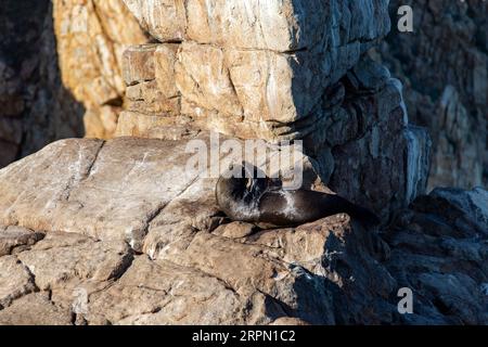 Robbe und Seelöwe auf dem Pelikangestein des berühmten Sea of Cortez vor der Küste von Cape St. Luke in Mexiko Sonnenbaden auf einer Insel in der Mitte von t Stockfoto