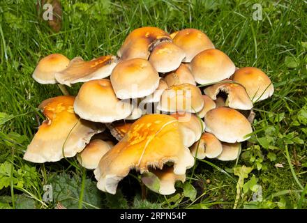 Sulphur Tuft ist ein sehr verbreiteter Pilz, der auf verrottetem Holz Klumpen bildet. Sie sind häufig in Laub- und Nadelwäldern in Großbritannien anzutreffen. Stockfoto