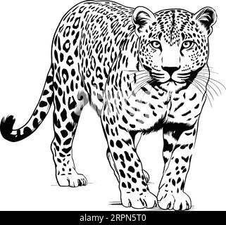 Zoo. Afrikanische Fauna. Puma, Leopard, Wildkatze, Coguar, Berglöwe. Handgezeichnete Illustration für Tattoo-Design, Emblem, Abzeichen, T-Shirt-Druck. Gravur Stock Vektor