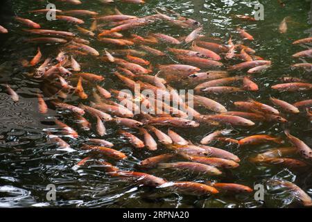 Bunte Sorten japanische Karpfen oder Koi japanische Fische schwimmen im Süßwasser am Wasserteich und Pool im Gartenpark am Krasiao Damm in Dan Chang distr Stockfoto