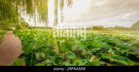 Panoramabild auf dem See voller blühender Seerosen, wo Sie nur die Blätter sehen können, die den ganzen See bedecken, die Sonnenstrahlen zerreißen die Wolken Stockfoto