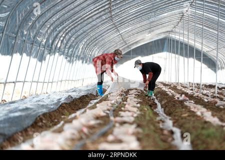 200227 -- PEKING, 27. Februar 2020 -- Bauern arbeiten in einem Pilzgewächshaus in der südwestchinesischen Gemeinde Chongqing, 22. Februar 2020. Foto von /Xinhua Xinhua Schlagzeilen: China bewegt sich, um die Auswirkungen der Epidemie auf die Armutsbekämpfung HuangxWei PUBLICATIONxNOTxINxCHN abzumildern Stockfoto