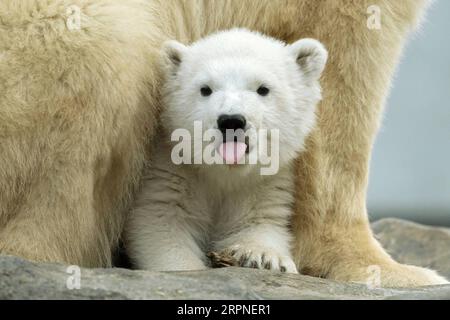 2020 Bilder des Jahres, News 02 Februar News Themen der Woche KW09 News Bilder des Tages 200227 -- WIEN, 27. Februar 2020 -- Finja, ein Eisbärenbaby, wird am 22. Februar 2020 im Zoo Schönbrunn in Wien gesehen. Am Donnerstag, dem Internationalen Polarbärentag, gab der Zoo Schönbrunn den Namen der Eisbärin Finja bekannt, die am 9. November 2019 geboren wurde. Foto von Daniel Zupanc/Xinhua ÖSTERREICH-WIEN-EISBÄR TAGESJUNGES GuoxChen PUBLICATIONxNOTxINxCHN Stockfoto