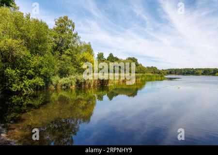 Schilfbetten am Seeufer bei Frensham Little Pond, Frensham, Waverley, Surrey, Südostengland Stockfoto