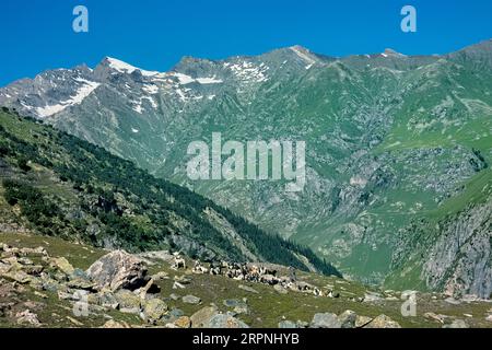 Ziegenherde im Warwan Valley, Kaschmir, Indien Stockfoto