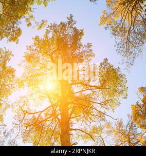 Kronen von Kiefern vor dem blauen Himmel und der hellen Sonne. Herbst. Stockfoto