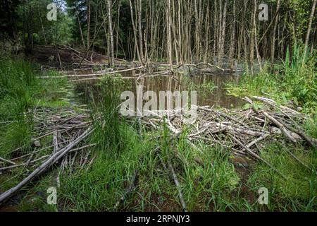 Biberdämme im Cropton-Wald Stockfoto