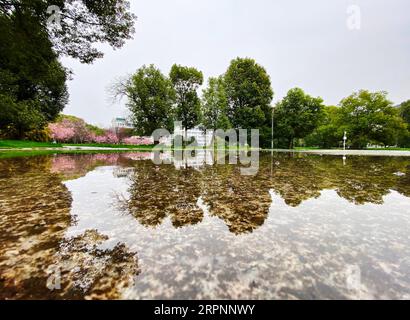 200303 -- WUHAN, 3. März 2020 -- Reflexion von Kirschblüten ist im Wasser an der Wuhan Universität in Wuhan, Hauptstadt der zentralchinesischen Provinz Hubei, 3. März 2020 zu sehen. CHINA-WUHAN-KIRSCHBLÜTEN CN FeixMaohua PUBLICATIONxNOTxINxCHN Stockfoto