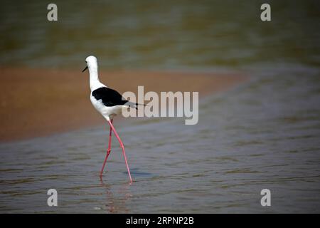 Schwarze geflügelte Stelzenfütterung am Chambal-Fluss in Indien Stockfoto