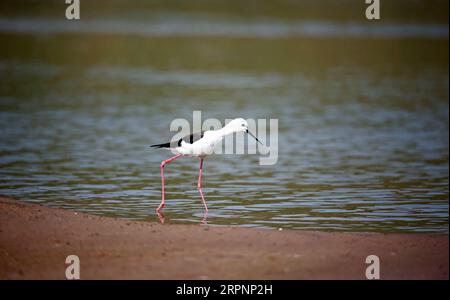 Schwarze geflügelte Stelzenfütterung am Chambal-Fluss in Indien Stockfoto