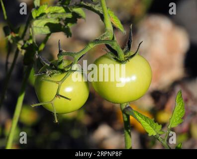 Unreife Bio-Wildtomaten, die in der Natur an einem Flussufer neben anderen Wildpflanzen wachsen. Oeiras, Portugal. Stockfoto