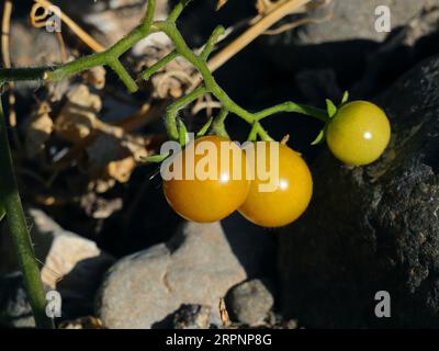 Unreife Bio-Kirschtomaten wachsen in der Natur an einem Flussufer neben anderen Wildpflanzen. Oeiras, Portugal. Stockfoto