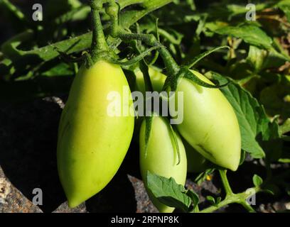 Unreife Bio-Pflaumentomaten wachsen in der Natur an einem Flussufer neben anderen Wildpflanzen. Oeiras, Portugal. Stockfoto