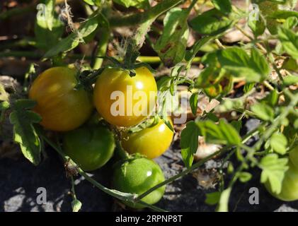 Unreife Bio-Wildtomaten, die in der Natur an einem Flussufer neben anderen Wildpflanzen wachsen. Oeiras, Portugal. Stockfoto