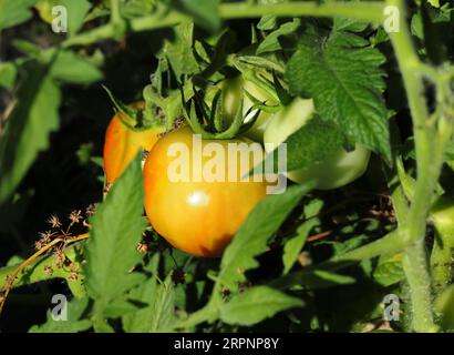 Unreife Bio-Wildtomaten, die in der Natur an einem Flussufer neben anderen Wildpflanzen wachsen. Oeiras, Portugal. Stockfoto