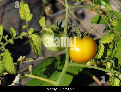 Unreife Bio-Wildtomaten, die in der Natur an einem Flussufer neben anderen Wildpflanzen wachsen. Oeiras, Portugal. Stockfoto