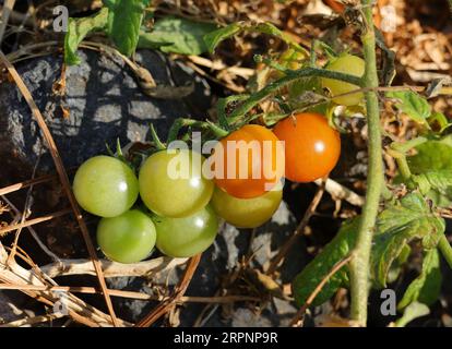 Unreife Bio-Kirschtomaten wachsen in der Natur an einem Flussufer neben anderen Wildpflanzen. Oeiras, Portugal. Stockfoto