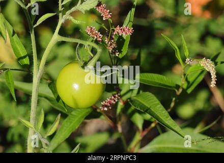 Unreife Bio-Wildtomaten, die in der Natur an einem Flussufer neben anderen Wildpflanzen wachsen. Oeiras, Portugal. Stockfoto