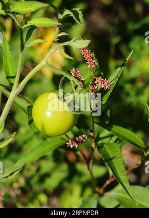 Unreife Bio-Wildtomaten, die in der Natur an einem Flussufer neben anderen Wildpflanzen wachsen. Oeiras, Portugal. Stockfoto