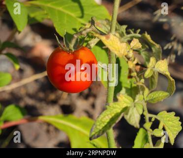 Reife Bio-Wildtomaten, die neben anderen Wildpflanzen in der Natur an einem Flussufer wachsen. Oeiras, Portugal. Stockfoto